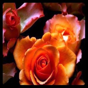 🌹 Raven's Boutique 🖤